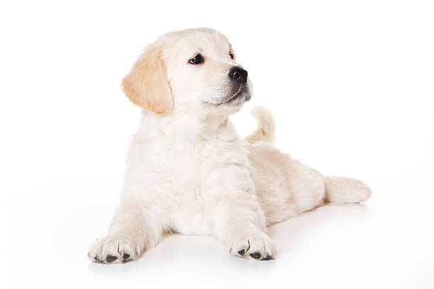 istock Relaxed golden retriever puppy lying on white background  145189892