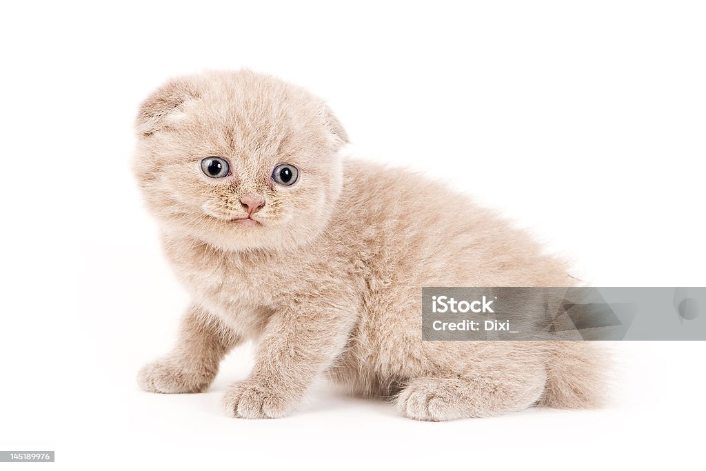 Scottish Fold gattino - Foto stock royalty-free di Amore