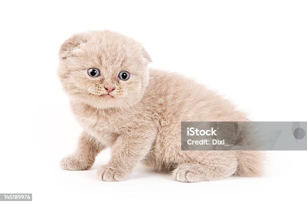 Scottish Fold Gattino - Fotografie stock e altre immagini di Amore - Amore, Animale, Animale da compagnia