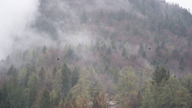 istock Mist alpine view with birds near Mittenwald Germany 1451900203