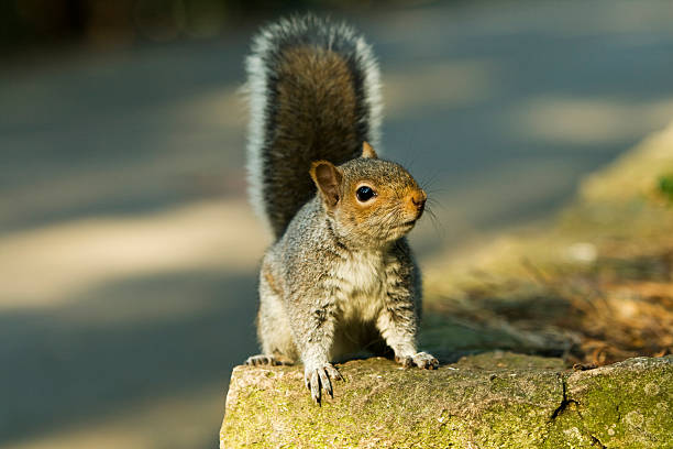 Squirrel On The Rock Stock Photo - Download Image Now - Animal, Animal Body  Part, Animal Hair - iStock