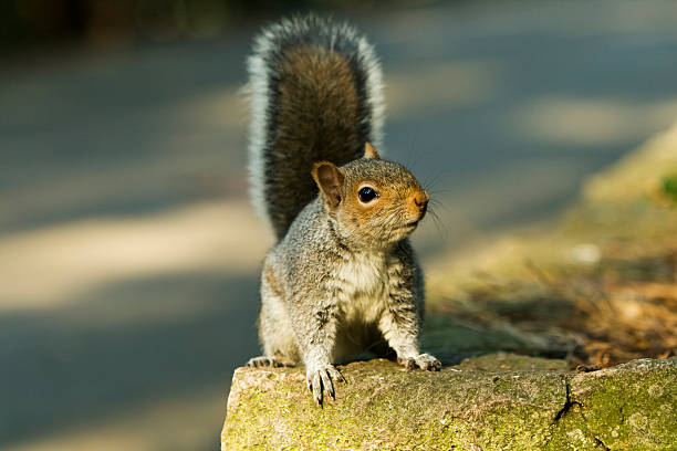 squirrel on the rock stock photo