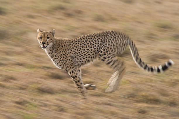 istock Action shot of a cheetah running 145190088
