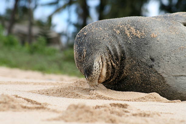 Smiling Seal stock photo