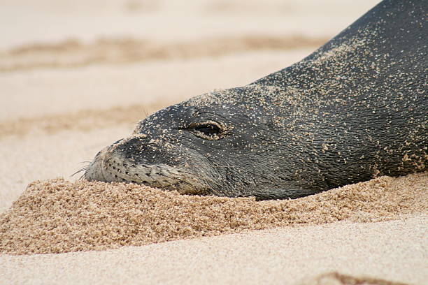 Monk Seal stock photo