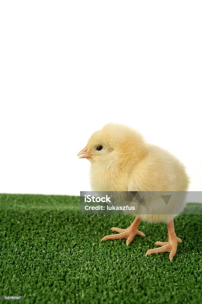 Pulcino - Foto stock royalty-free di Animale