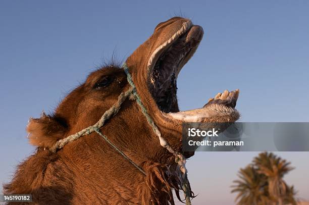낙타 헐떡거림 단봉낙타에 대한 스톡 사진 및 기타 이미지 - 단봉낙타, 갈색, 낙타