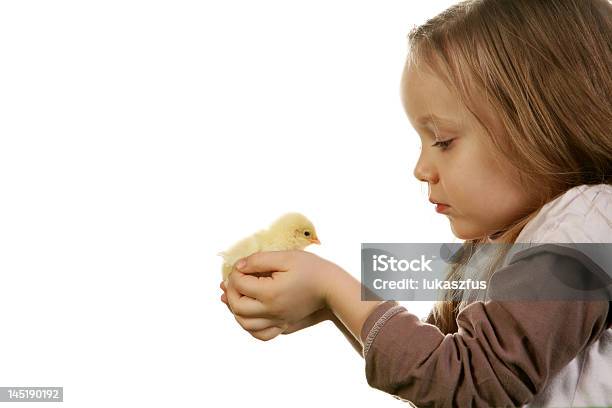 Criança E Pinto - Fotografias de stock e mais imagens de Animal de Estimação - Animal de Estimação, Criança, Fundo Branco