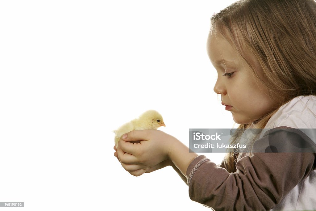 Ребенок и ребенок курица - Стоковые фото Белый фон роялти-фри