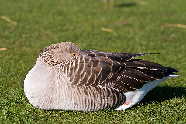 goose on the grass stock photo