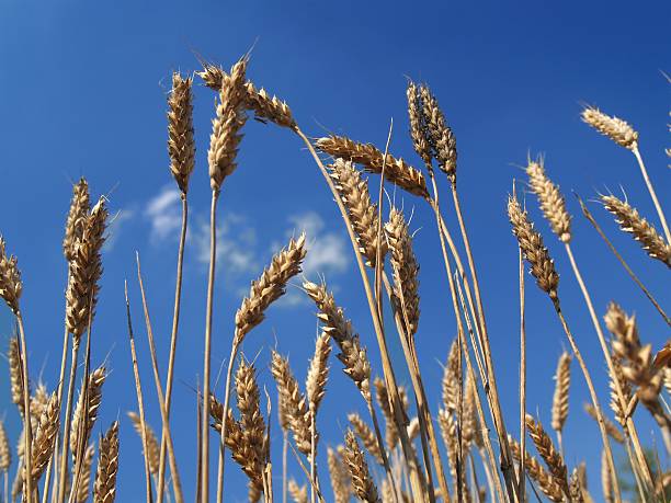 Wheat stock photo