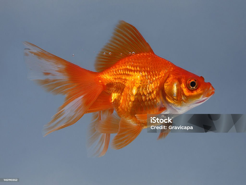 Gold small fish Activity Stock Photo