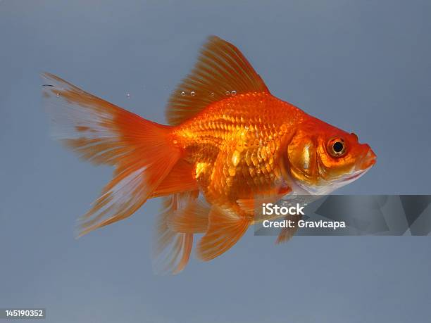 Gold Small Fish Stock Photo - Download Image Now - Activity, Animal, Carefree