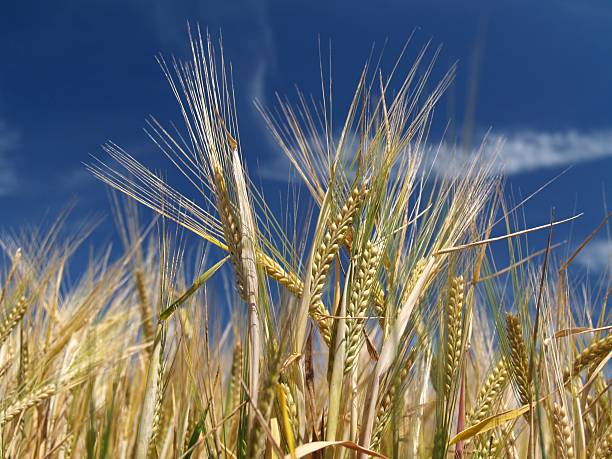 Barley field stock photo