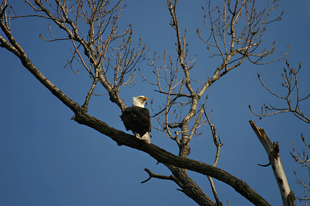 Eagle in a tree stock photo