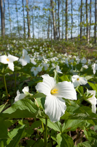 Field of Trilliums