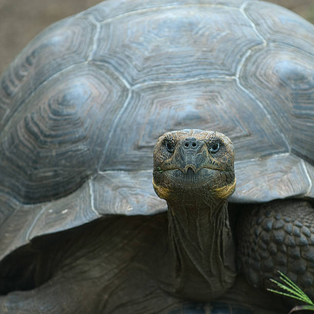 istock A beautiful giant turtle in the Galapagos Islands, Ecuador 145190539
