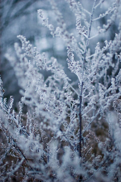 istock Meadow plants in winter time. Selective focus. 1451905421