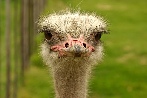 african two-toed ostrich - close-up portrait stock photo