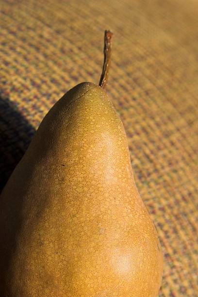Daylight Pear stock photo