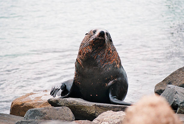 Cтоковое фото New Zealand Fur Seal