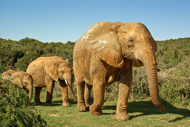african elephants family walking through bushveld stock photo