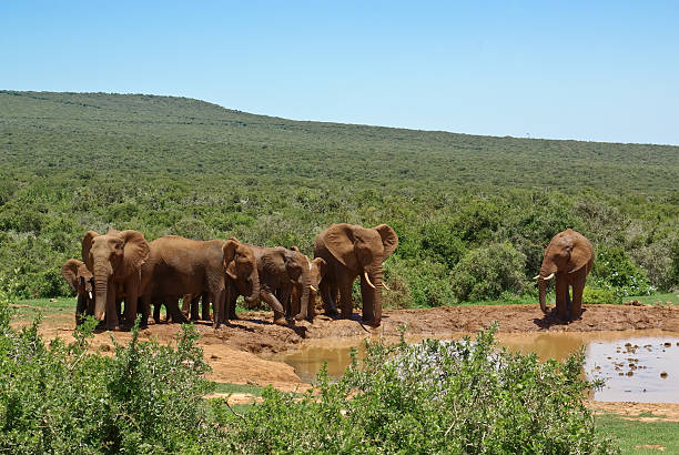 group of elephant near watering-place in savanna stock photo