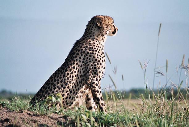 Ghepardo a caccia - foto stock