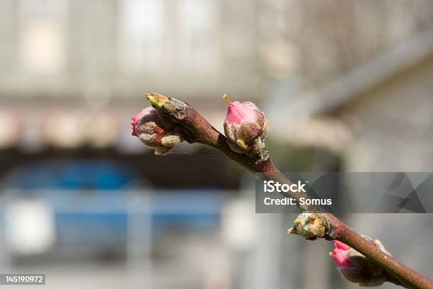 Развивающегося Персик Цветы — стоковые фотографии и другие картинки Без людей - Без людей, Ветвь - часть растения, Горизонтальный