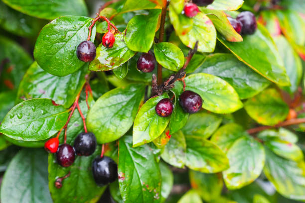 Bush of brilliant dogwood or Cotoneaster lucidus after rain. Ornamental shrub with green glossy leaves and purple berries. Bush of brilliant dogwood or Cotoneaster lucidus after rain. Ornamental shrub with green glossy leaves and purple berries. cotoneaster stock pictures, royalty-free photos & images