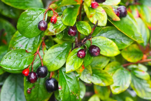 Bush of brilliant dogwood or Cotoneaster lucidus after rain. Ornamental shrub with green glossy leaves and purple berries.