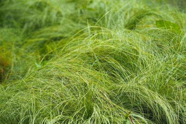 Carex praegracilis, North American sedge, field sedge, field sedge, or expressway sedge. Carex praegracilis green lawn, meadow-like plantings Carex praegracilis, North American sedge, field sedge, field sedge, or expressway sedge. Carex praegracilis green lawn, meadow-like plantings carex pluriflora stock pictures, royalty-free photos & images