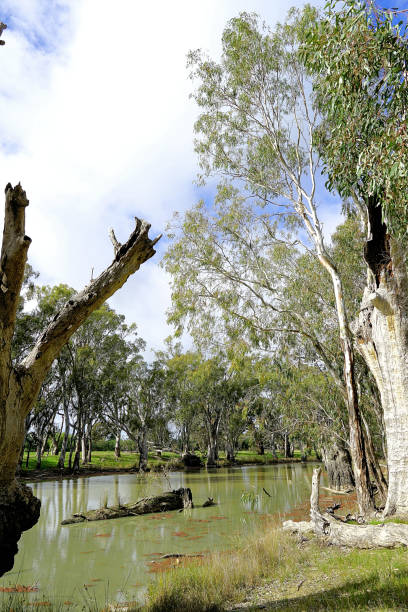 istock Barmah National Park, Victoria, Australia 1451910375