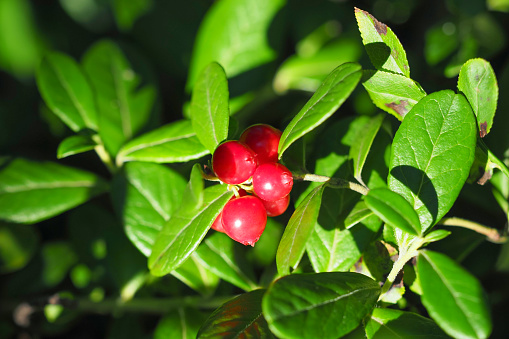 Fresh and ripe lingonberry in the forest, sunlight. Lingonberry Fireballs or Vaccinium vitis-idaea