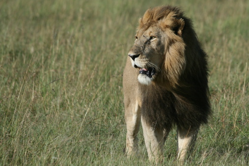 Male lion standing on the tall grass