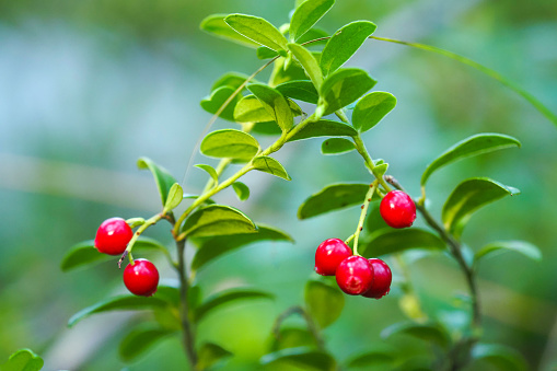 Vaccinium vitis-idaea or lingonberry in the forest. Ripe and fresh Lingonberry Fireballs berry