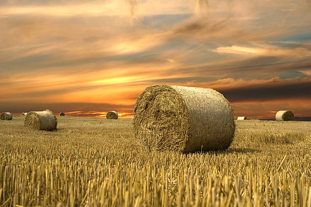 Large rolls of turf lay on grass in field at sunset stock photo