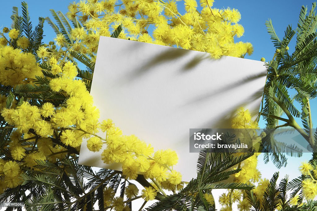 Flores de mimosa com cartão em branco - Foto de stock de Acácia royalty-free