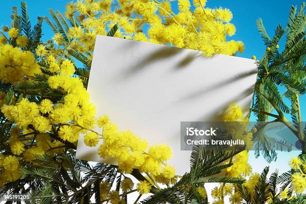 Foto de Flores De Mimosa Com Cartão Em Branco e mais fotos de stock de Acácia - Acácia, Adulto, Amarelo