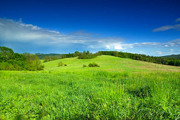 Photo of meadow in sunny day.