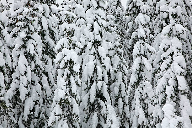 Spruce Trees wrapped with Snow stock photo