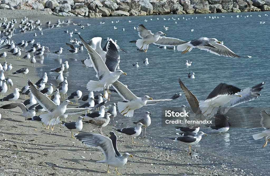 Gaviotas al aire - Foto de stock de Agilidade royalty-free