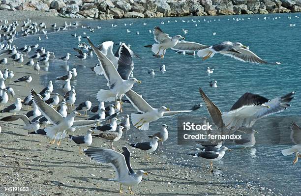 Foto de Gaviotas Al Aire e mais fotos de stock de Agilidade - Agilidade, Animal, Atividade