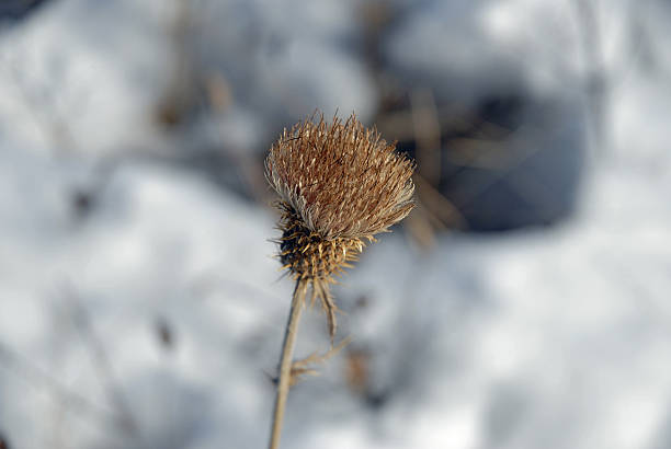 Thistle stock photo