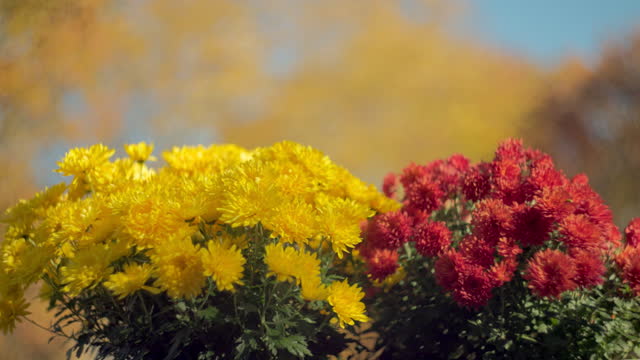 Wind shaking red and yellow chrysanthemums in autumn. Video with the static camera.