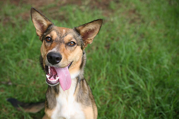 Dog with a big grin Kelpie cross dog with a big grin on her face. Shallow depth of field.  mongrel dog stock pictures, royalty-free photos & images