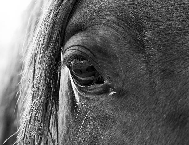 istock B&W Horse Eye Closeup 145192052