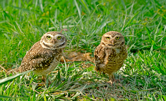 Burrowing owl couple among the green undergrowth, looking at camera