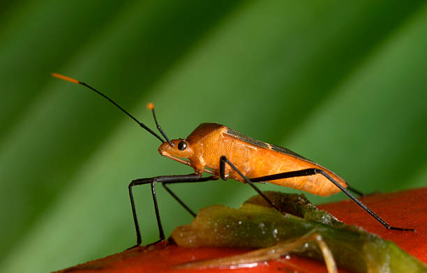 Hemipterus stock photo