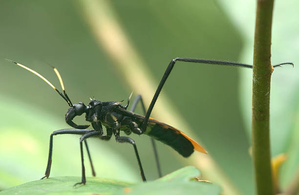 hemipterus stock photo